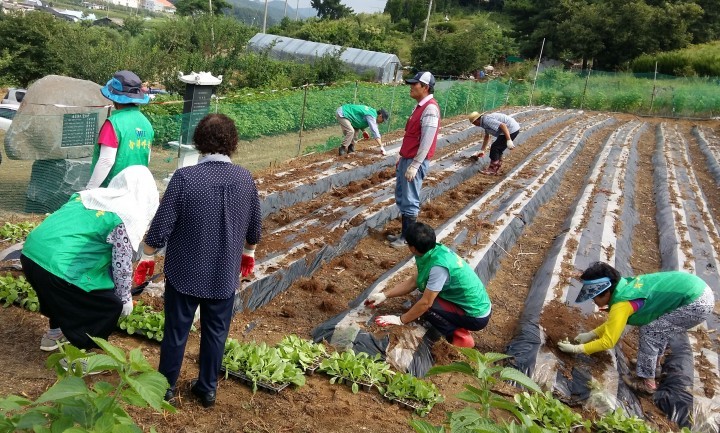 세종시 전동면, 사랑의 김장배추 심기