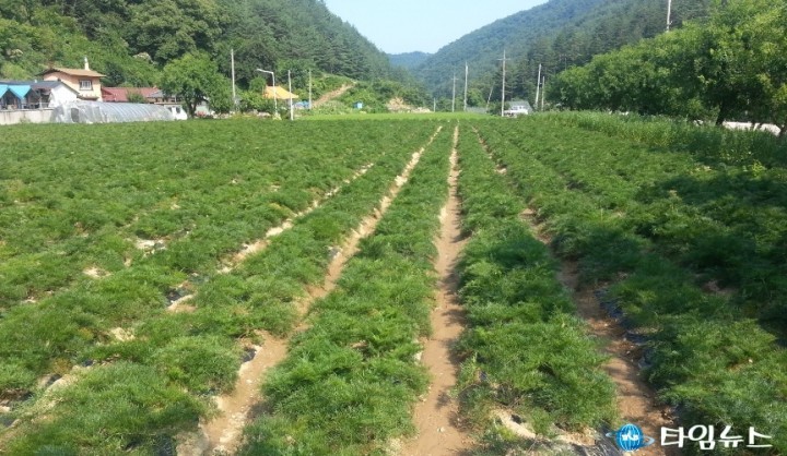 영양군, ‘약용작물 안전생산’ 시범 사업실시 향후 전망 기대...
