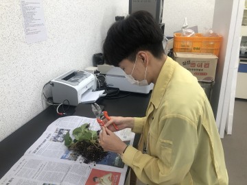 딸기 화아분화 검사로 다수확 길 여는 상주시