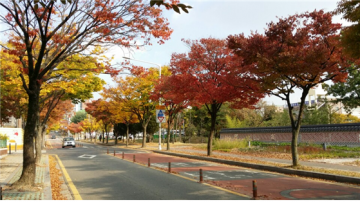 가을단풍, 대전 도심에서 즐기세요!