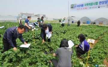 충북농기원 지역 신품종 감자 개발을 위한 현장평가회 개최