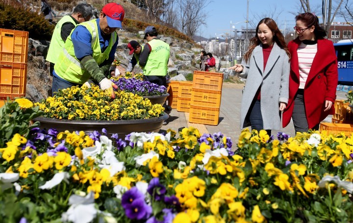 대전 동구, 봄꽃 단장으로 아름다운 꽃도시 조성 박차!