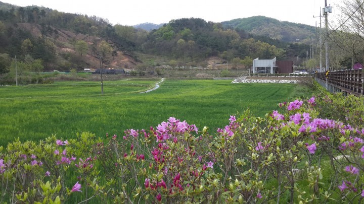 대전 대덕구, 장동 초록바다 보러 오세요!