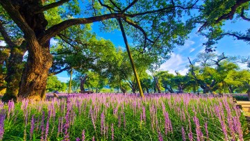 성주군, 성밖숲, 8월에 만나는 보랏빛 맥문동의 물결