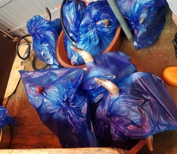 대전시 특사경, 축산물 불법 유통 8곳 적발