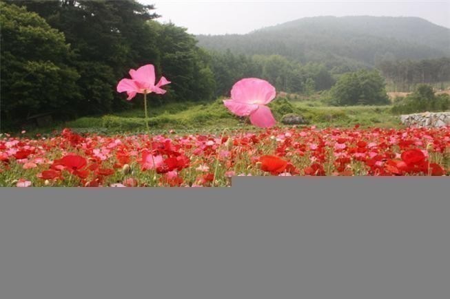 원주 양귀비 축제 개막