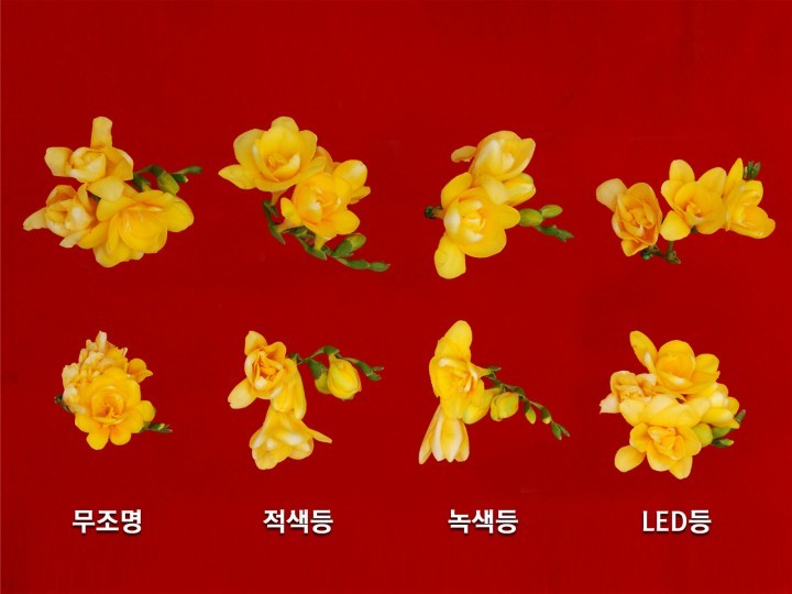 충남농업기술원, 프리지아 절화 장기저장 기술 개발