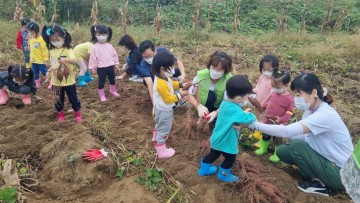 대가천어울림마당에서 고구마 캐기 체험 행사 열어  
