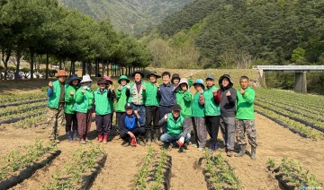 단양 가곡면 새마을협의회, ‘버베나 꽃밭’ 2만4천 본 식재… 힐링 명소 조성