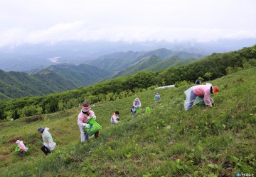 ‘날래 오시이소!’...‘제17회 영양산나물축제’ 개최