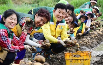 박용갑 중구청장, 행복나눔농장 감자 수확