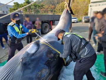 포항해경, "밍크고래 수컷" 통발에 감겨 죽은 것 발견