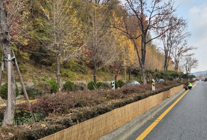 대전시, 가로수·공원·휴양림 월동 대책 돌입…한파·폭설 대비 총력