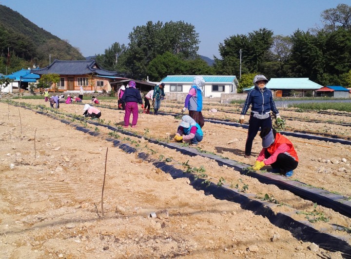 농촌노인 소득사업 고구마 공동과제포 운영