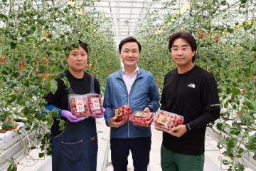 고령군, 임대형스마트팜의 성공적인 첫걸음, 방울토마토 첫 출하!!