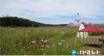 가을의 전령사 코스모스, 예천에서 만끽하세요