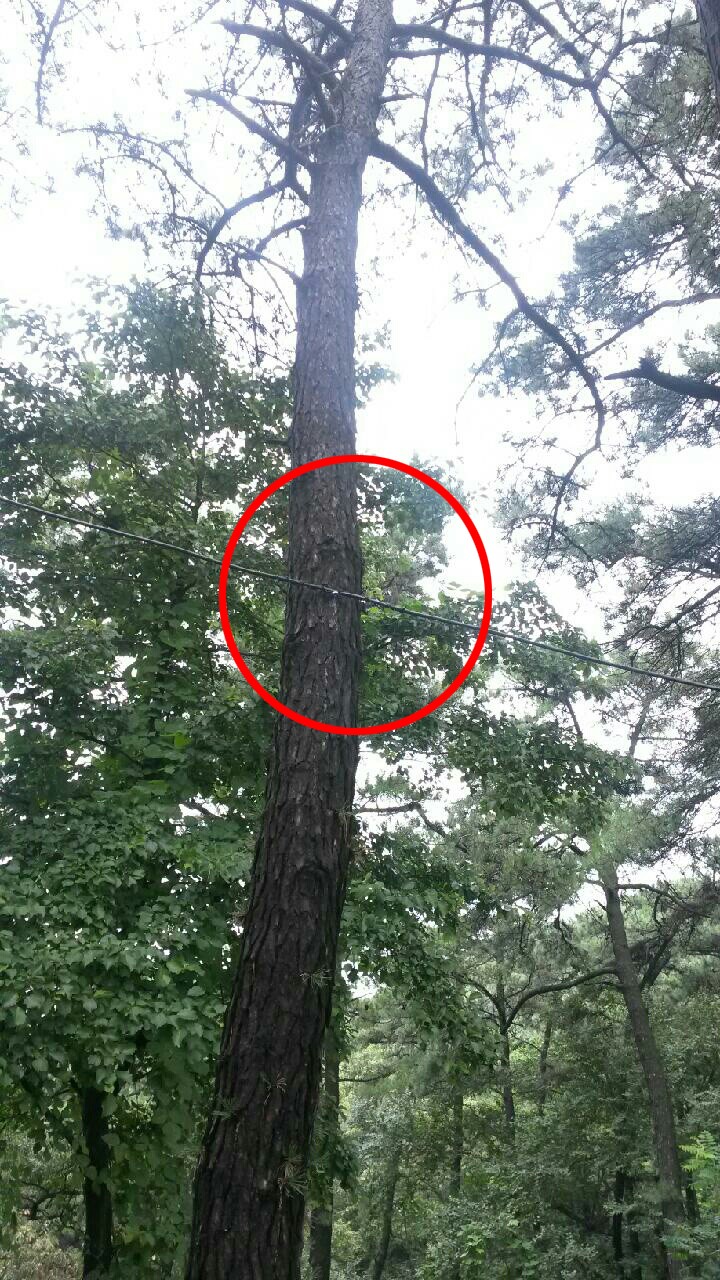 오산시 곽상욱 시장 산림훼손 혐의, 수원지방검찰청 고발당해 
