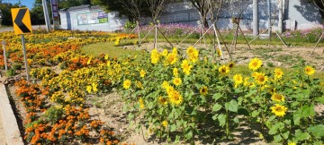 수륜면 교통섬,  노란 해바라기와 알록달록 코스모스 만개