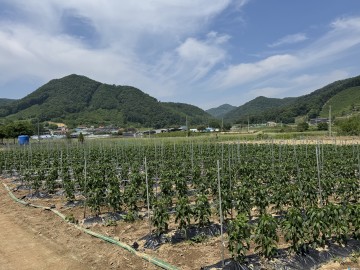 음성군, 고추 재배 농가에 병해충 방제 철저 당부