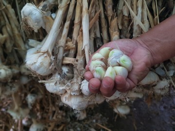 코로나19 극복 위한  면역력 도움 주는 국산 홍산마늘 재배!