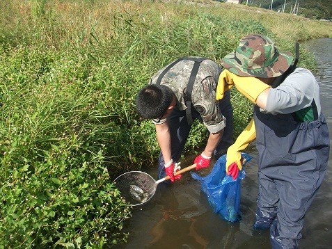 “물고기 떼죽음 피해, 軍이 나섰다”