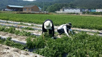 개진면직원 감자 수확철 농촌 일손돕기에 뿌듯한 땀방울!