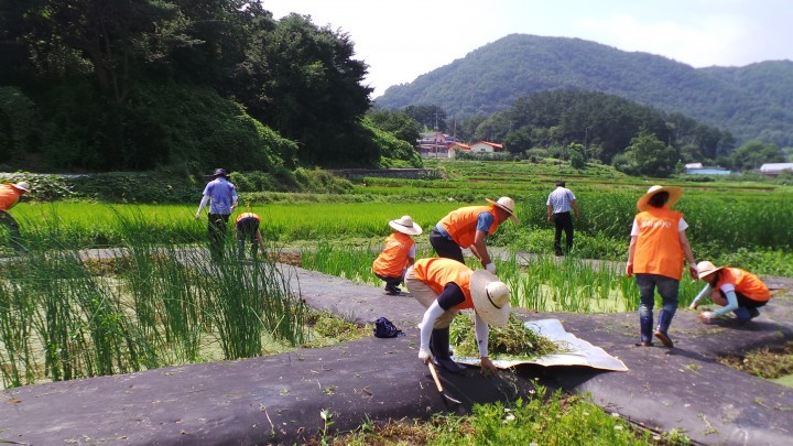 대전 서구, 산직동 ‘비선마을도랑’에 습지조성 정화식물 식재