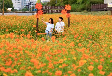 대전 유성구, 도심 6개 하천 ‘사계절 꽃길’ 완성…주민 힐링 명소로