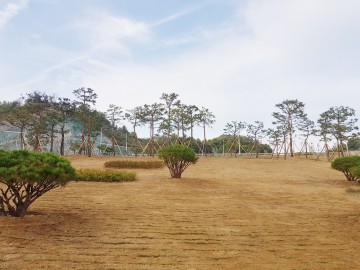 안동시, 한티교차로 도시숲 조성