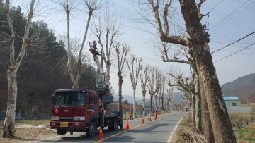 대전 동구, 봄맞이 가로수 정비로 쾌적한 도시미관 조성