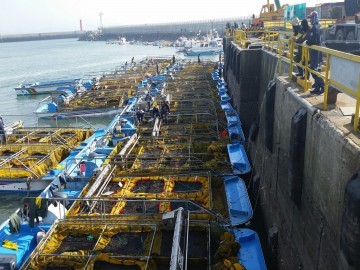 충남도, ‘2017년산 충남 명품김’ 수확 본격화