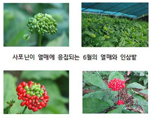 진생베리 숙취 해소 음료·스포츠 건강음료 출시 ‘눈길’