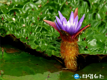 ‘멸종위기종 가시연꽃’ 낙동강 생태공원서 꽃망울 터뜨려