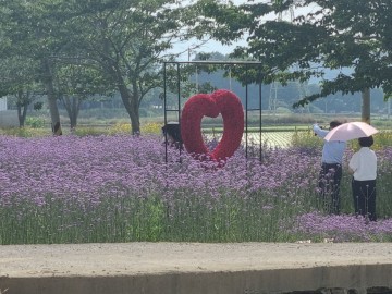 강진군, ‘작천 코끼리마늘꽃 3days’ 이색 여름꽃 만발 