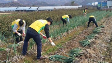 전주 신천지자원봉사단, 김장철 대파 수확 일손 돕기