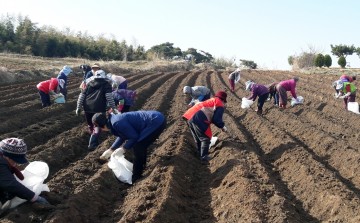 노인일자리사업 일환으로 유휴 토지에 감자 심어