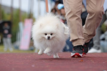 충주시, 반려동물 에티켓 정착 위한 ‘펫티켓 캠페인’ 추진