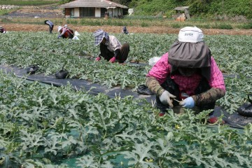어상천  명품 노지수박 다듬기