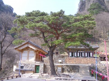 청량산은 육육봉 청량사  가지가 셋으로 뻗은 소나무(적송) 제51호 보호수로 지정