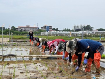충북농업기술원, 전통 ‘손이앙’ 방식으로 벼 신품종 개발 박차