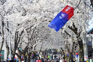청풍호 벚꽃축제   벚꽃개화기에 맞추어 축제가 시작됐다.