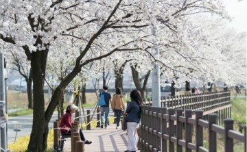 천안 위례벚꽃축제 