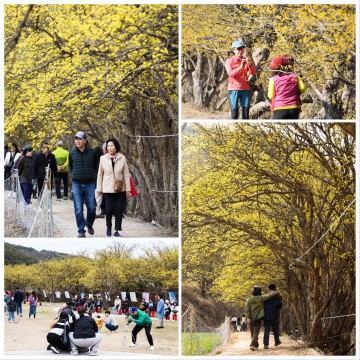 의성군, 제17회 산수유마을꽃맞이행사 성료 