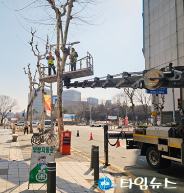 대전 서구, 새봄맞이 가로수 수형 관리 가지치기 시행