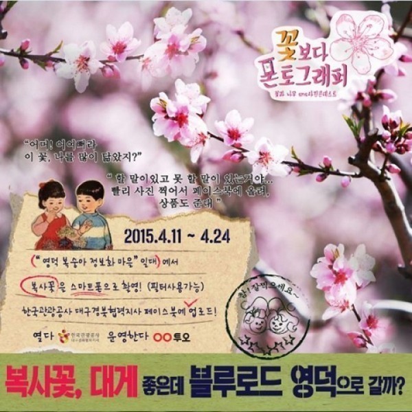 영덕군‘복사꽃 SNS 사진 콘테스트’ 개최