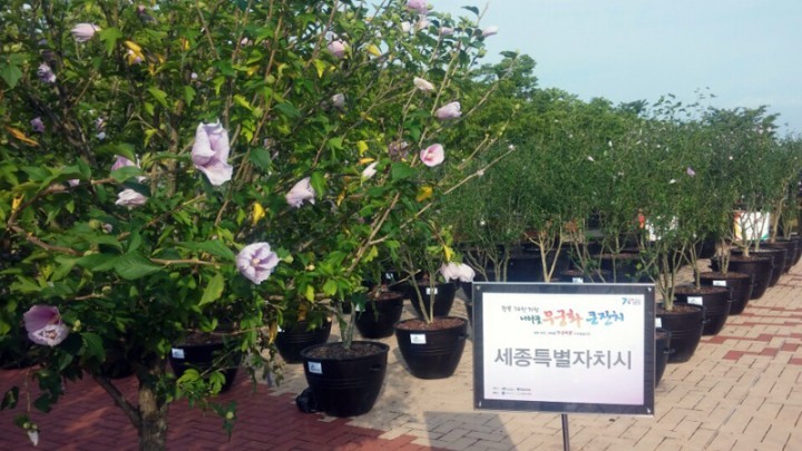 세종시, 나라꽃 무궁화 큰잔치 출품