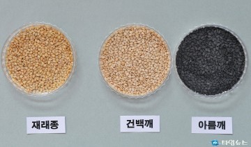 충북농기원, 논 재배에 적합한 건백깨, 아름깨 품종 선발 