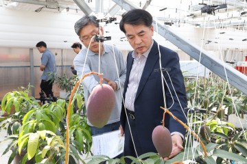기후 위기를 기회로… 보은군, 애플망고 스마트팜 농가 ‘주목’