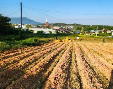 의성군, 무병주 고구마 시범재배 사업 첫 수확 