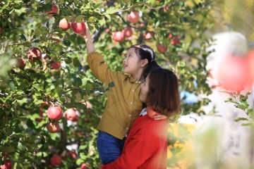 영주시, 2018영주사과축제 평가보고회 개최 